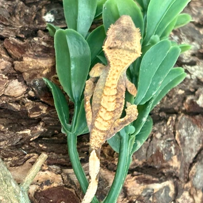 Light Banded Dalmatian (A) - Crested Gecko For Sale