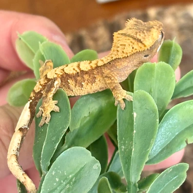 Light Banded Dalmatian (B) - Crested Gecko For Sale