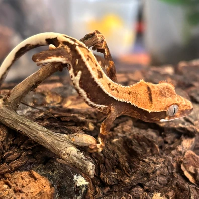 High Color Red Lily White - Crested Gecko For Sale