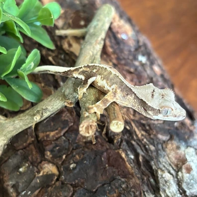 Very Light Lily White - Crested Gecko For Sale