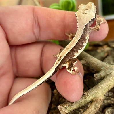 9.99/10 - Almost Perfect! - Crested Gecko For Sale