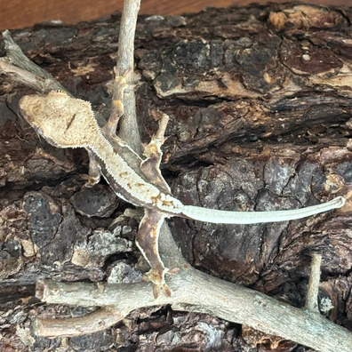 Classic Lily White - Crested Gecko For Sale