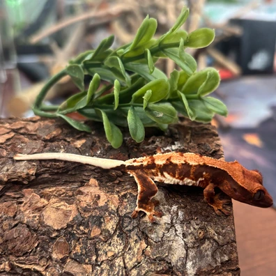 Extreme Red Lily With Tiger Striping - Crested Gecko For Sale