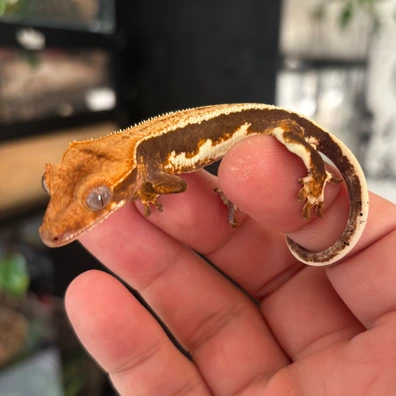 Orange Tricolor Lily White- NPV - Crested Gecko For Sale