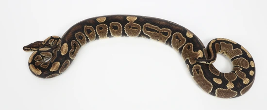 Lace Het Clown Ball Python by Sterling Nelson