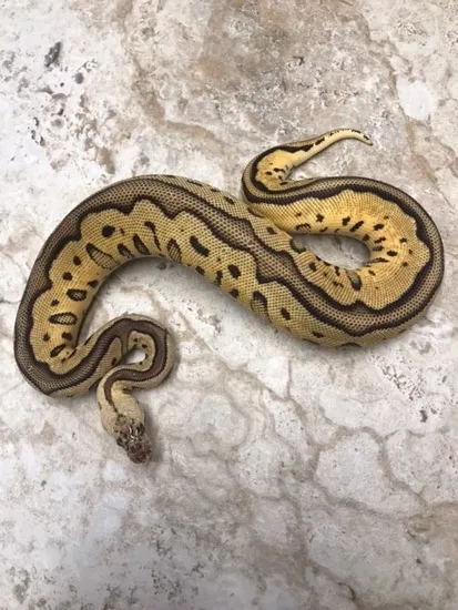 Pastel Leopard Clown Ball Python by Steve Michaels Reptiles
