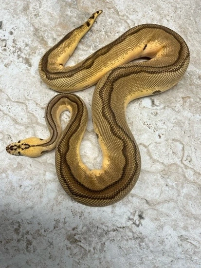 Pastel Enchi Leopard Clown Ball Python by Steve Michaels Reptiles