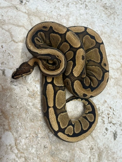 Redstripe Ball Python by Steve Michaels Reptiles