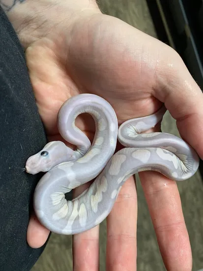 Scaleless Super Mojave Cinnamon Poss Hypo Ball Python by Morph logical
