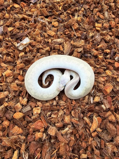 Firefly Cinnamon Ball Python Cinnamon Mojave Cypress Firefly Clown Ball Python by New Vision ...