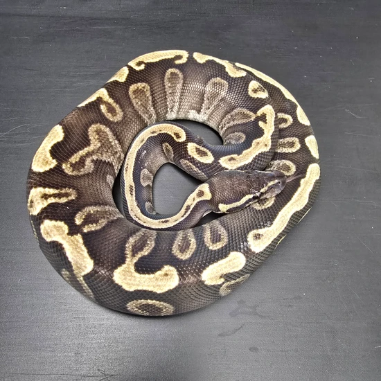 GHI Mojave Ball Python by New Vision Constriction