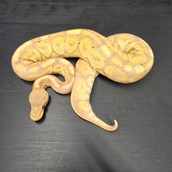 Banana Cinnamon Ball Python by New Vision Constriction