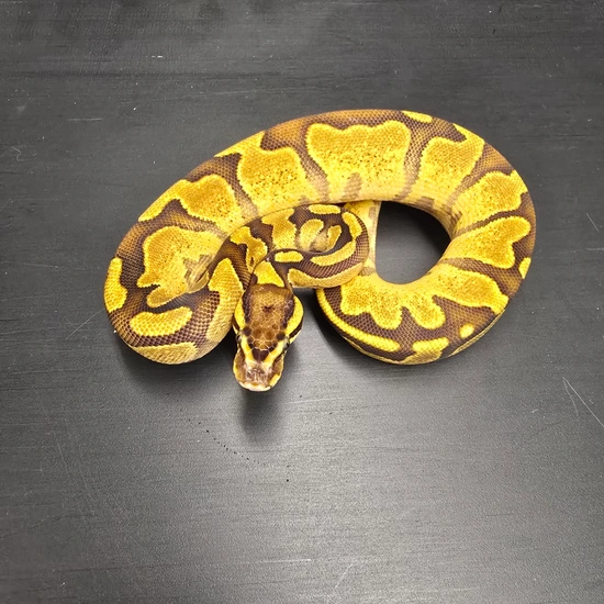 Python Constriction Deviantart Realistic Enchi Het Pied Ball Python by New Vision Constriction