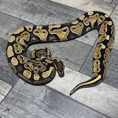 Lace Het Clown Ball Python - male for sale from Stevens constrictors