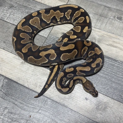 Sable Yellow Belly Het Clown Ball Python - female for sale from Stevens constrictors