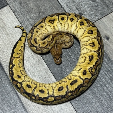 Bongo Spotnose Clown Ball Python - female for sale from Stevens constrictors