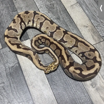 Spotnose Fire Het Clown Ball Python - female for sale from Stevens constrictors