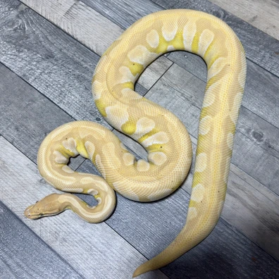 Banana Enchi Mojave Het Clown Ball Python - female for sale from Stevens constrictors