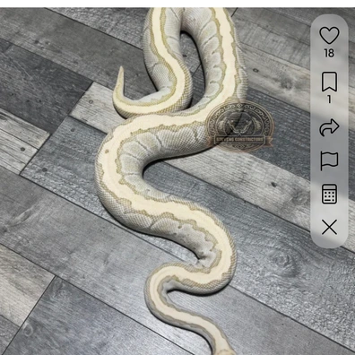 Bundle Of Proven Females Ball Python - female for sale from Stevens constrictors