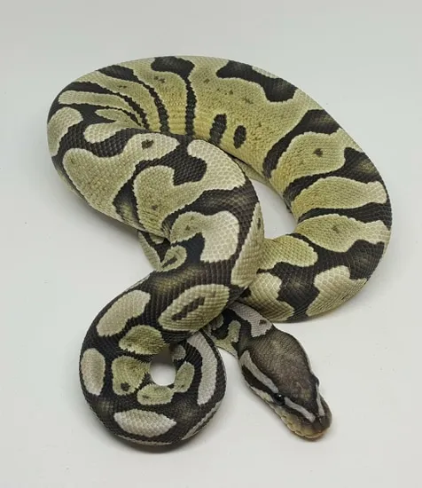True Ghost Enchi Ball Python by Steve's Morphs