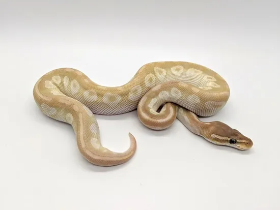 Crystal Ball Python by Steve's Morphs