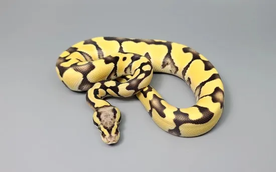 Pastel Enchi Desert Ghost Ball Python by Steve's Morphs