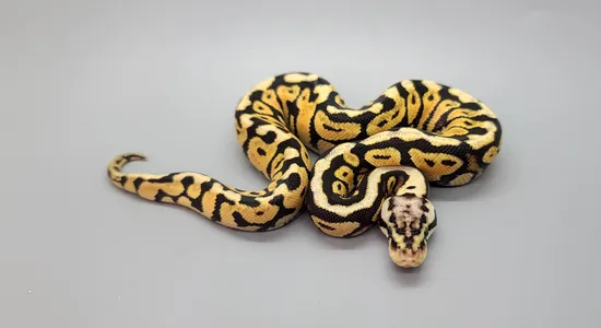 Spotnose Pastel Het Clown Ball Python by Steve's Morphs