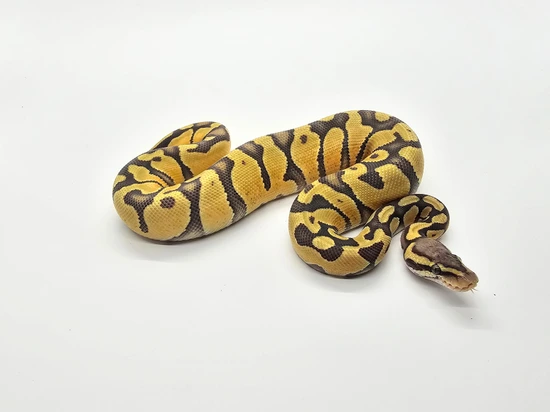 Enchi Pastel Hypo Het Desert Ghost Ball Python by Steve's Morphs
