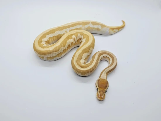 Leopard Butter Ultramel Ball Python by Steve's Morphs