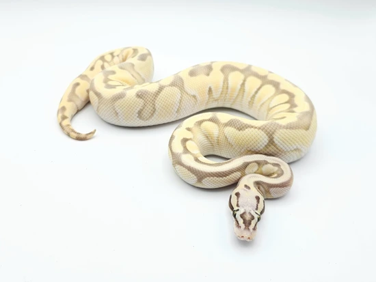 Enchi Butter Pastel Desert Ghost Het Clown Ball Python by Steve's Morphs