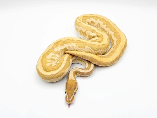 Ball Python Butter Leopard Leopard Butter Ultramel Ball Python by Steve's Morphs