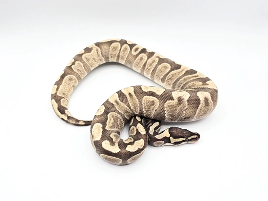 GHI Enchi Desert Ghost Ball Python by Steve's Morphs