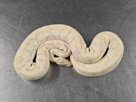 Pastel Butter Enchi Desert Ghost Ball Python by Steve's Morphs