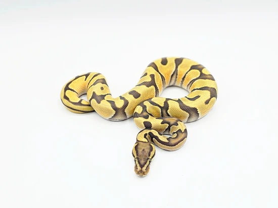 Orange Dream Enchi Hypo Het Desert Ghost Ball Python by Steve's Morphs