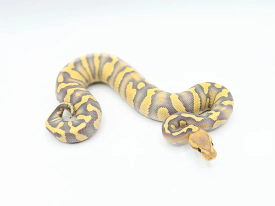 Super Chocolate Enchi Desert Ghost Hypo Ball Python by Steve's Morphs