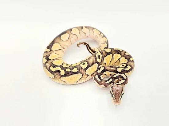 Pastel Butter DH Sunset Desert Ghost Ball Python by Steve's Morphs