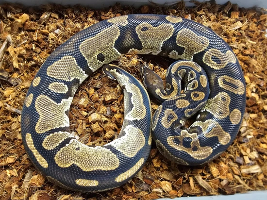 DH TSK Axanthic Pied Ball Python by Steve's Morphs