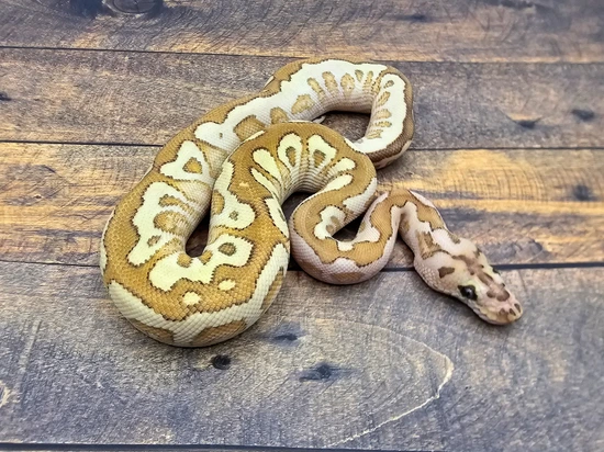 Spotnose Lesser (Fire) Clown Ball Python by Steve's Morphs