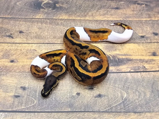 (Mahogany) Pied Ball Python by Steve's Morphs