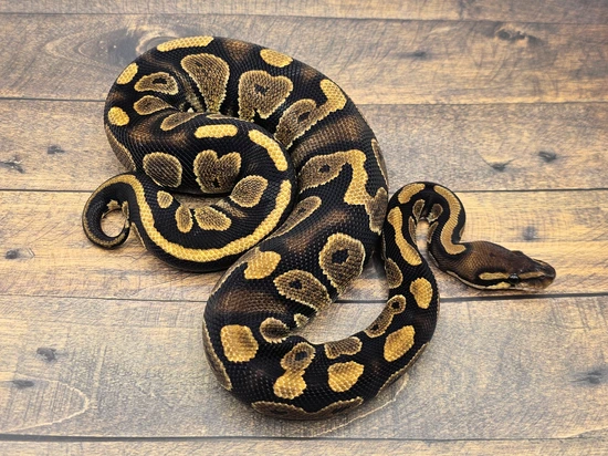 Black Head Het Zebra Ball Python by Steve's Morphs