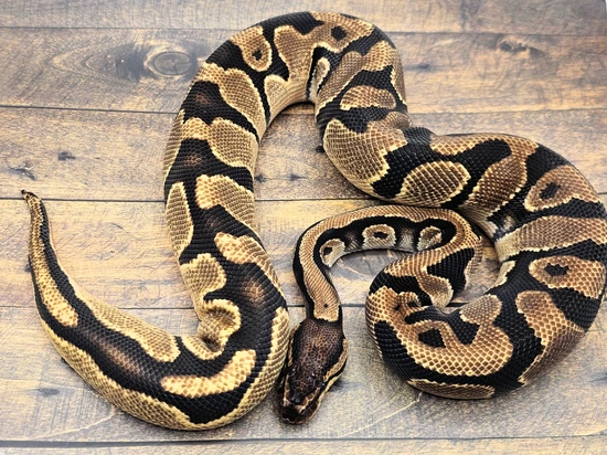 Orange Dream DH Zebra Pied Ball Python by Steve's Morphs