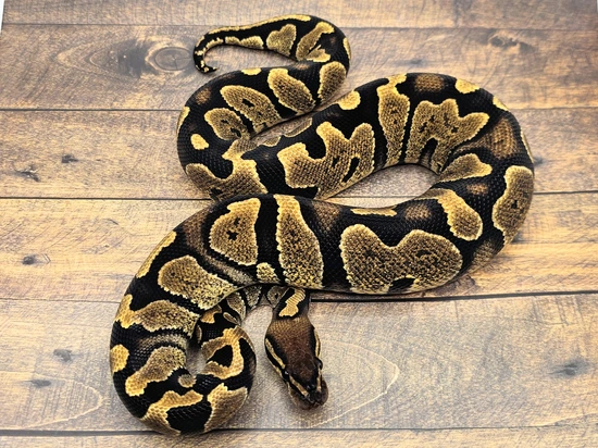 Zebra Ball Python by Steve's Morphs