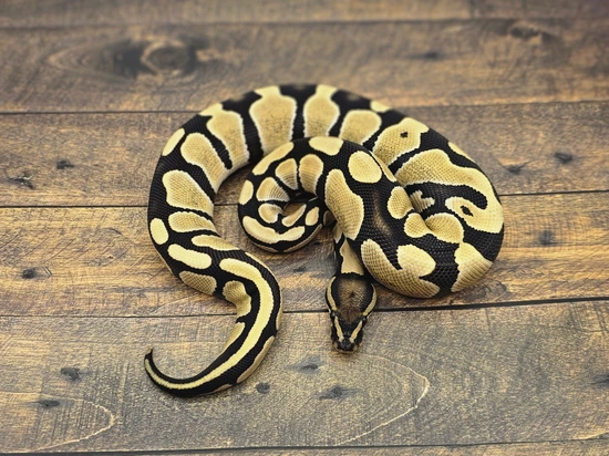 Desert Ghost Het Pied Ball Python by Steve's Morphs