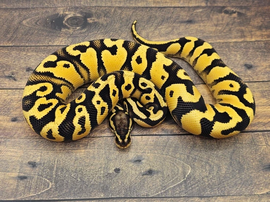 Orange Dream YB Pastel Het Zebra Ball Python by Steve's Morphs