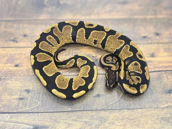 YB Het Zebra Ball Python by Steve's Morphs