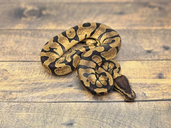 Enchi DH Hypo Desert Ghost PH Clown Ball Python by Steve's Morphs