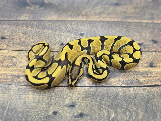 Enchi Desert Ghost Het Puzzle PH Ultramel Ball Python by Steve's Morphs