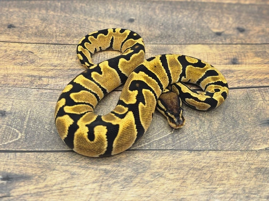 Orange Dream Zebra Ball Python by Steve's Morphs