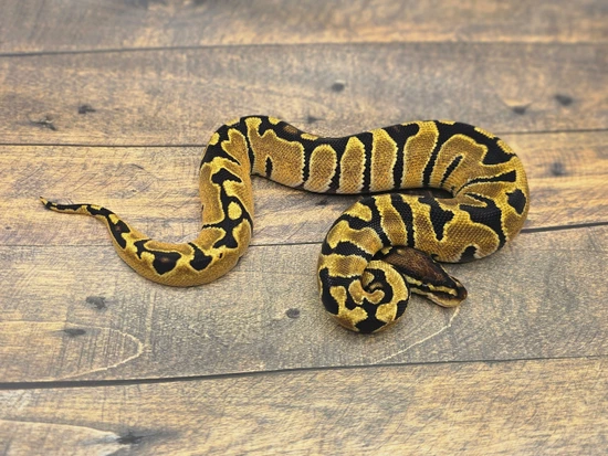 Orange Dream Zebra Ball Python by Steve's Morphs