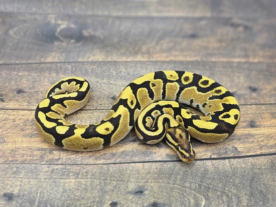 Fire Het Zebra Ball Python by Steve's Morphs